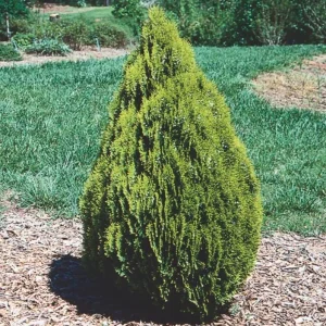 Golden Arborvitae Live Plant – Evergreen Hedge 8-14" Tall – 1-Quart Pot Outdoor - Image 1