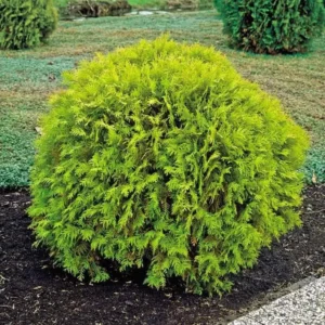 Golden Arborvitae Live Tree - Thuja occidentalis 'Aurea Nana' - 8-14