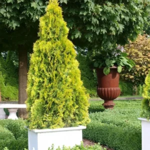 Golden Arborvitae Live Tree - Thuja occidentalis 'Aurea Nana' - 8-14