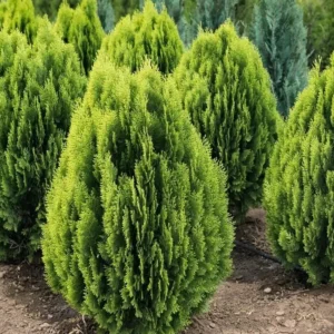 Golden Arborvitae Live Tree - Thuja occidentalis 'Aurea Nana' - 8-14