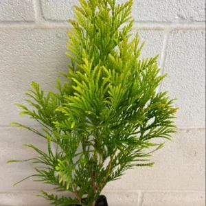 Golden Arborvitae Live Tree - Thuja occidentalis 'Aurea Nana' - 8-14