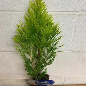Golden Arborvitae Live Tree - Thuja occidentalis 'Aurea Nana' - 8-14