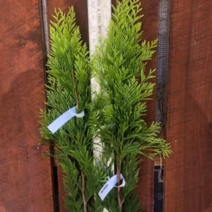 Golden Arborvitae Live Tree - Thuja occidentalis 'Aurea Nana' - 8-14