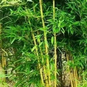 Golden Bamboo Seeds - 50+ Yellow Crookstem Bamboo Seeds - Cold Hardy Perennial - Image 2