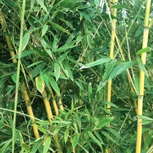 Golden Bamboo Seeds - 50+ Yellow Crookstem Bamboo Seeds - Cold Hardy Perennial - Image 3