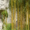Golden Bamboo Seeds - 50+ Yellow Crookstem Cold Hardy for Home & Garden - Image 1