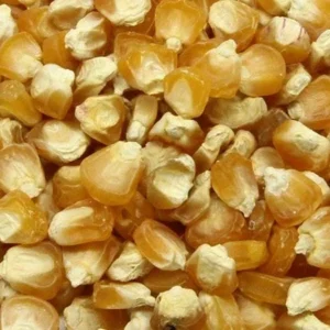 Golden Bantam Organic Sweet Corn Seeds - Heirloom, Non-GMO - 200 Seeds - Image 1