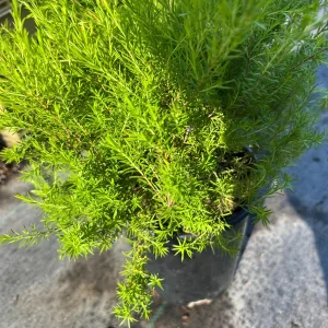 Golden Breath of Heaven Live Plant - Evergreen Shrub, 6 inch pot - Image 3