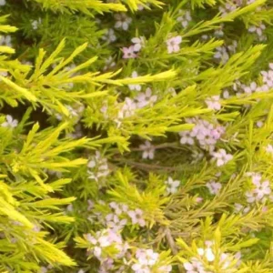 Golden Breath of Heaven Live Plant - Evergreen Shrub, 6 inch pot - Image 1