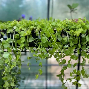 Golden Creeping Jenny Live Plant – Lysimachia 'Aurea' – 2.5 inch Pot – Outdoor Ground Cover - Image 2