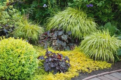 Golden Creeping Jenny Live Plant – Lysimachia 'Aurea' – 2.5 inch Pot – Outdoor Ground Cover - Image 6