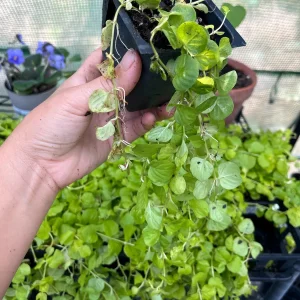 Golden Creeping Jenny Live Plant – Lysimachia 'Aurea' – 2.5 inch Pot – Outdoor Ground Cover - Image 8