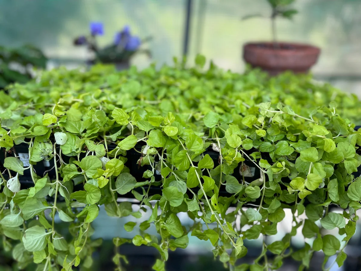 Golden Creeping Jenny Live Plant – Lysimachia 'Aurea' – 2.5 inch Pot – Outdoor Ground Cover - Image 1