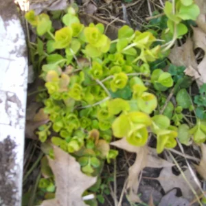 Golden Creeping Jenny Live Starter Plants - Lysimachia nummularia 'Aurea' - Set of 6 - Outdoor Ground Cover - Image 4