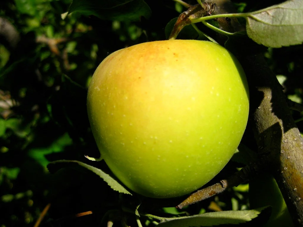 Golden Delicious Apple Tree Bare Root - 2-3 ft Tall - Self-Pollinating - Image 2