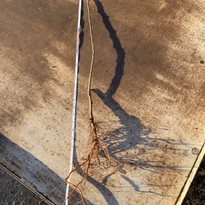 Golden Delicious Apple Tree Bare Root - 2-3 ft Tall - Self-Pollinating - Image 3