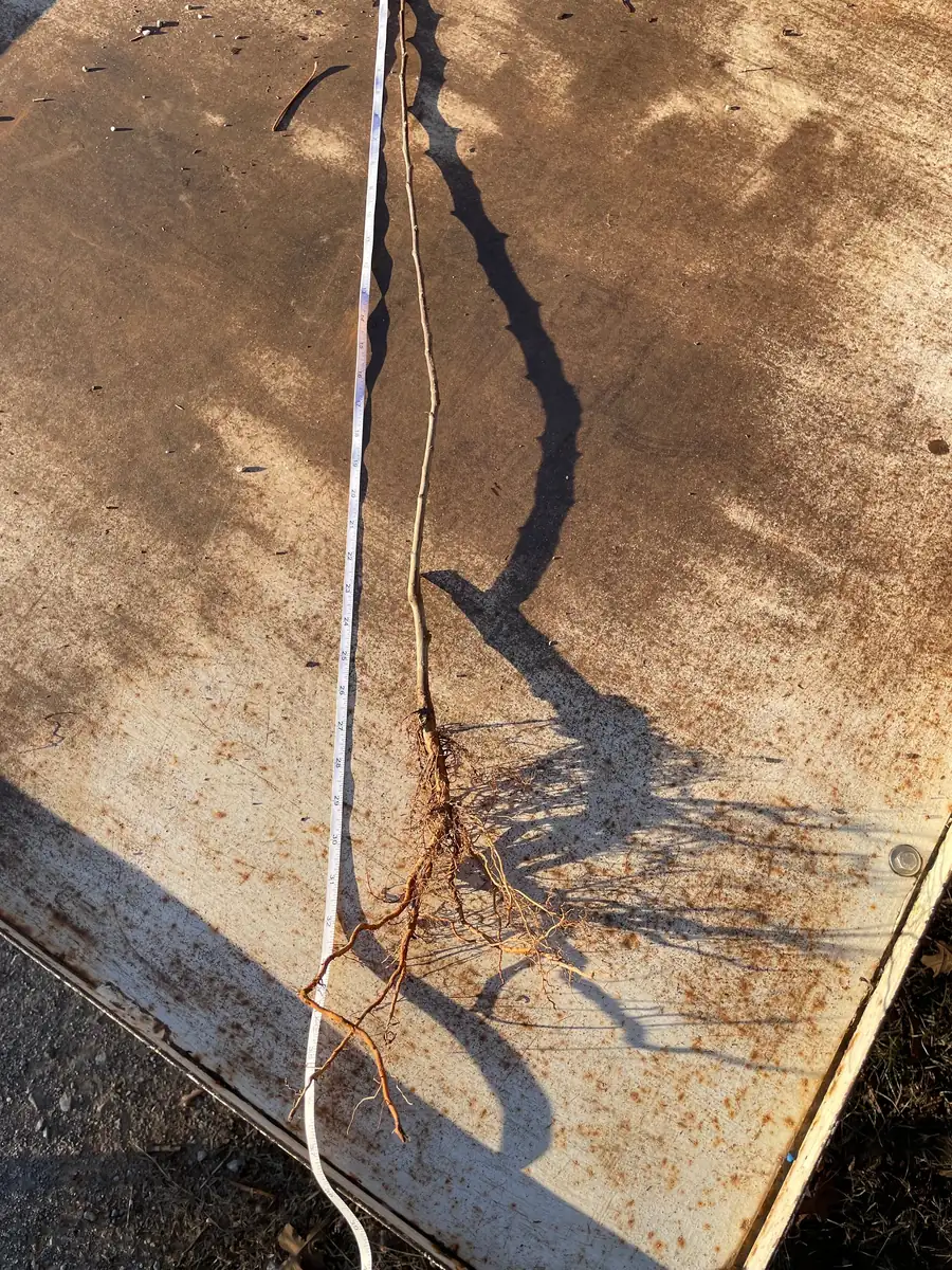 Golden Delicious Apple Tree Bare Root - 2-3 ft Tall - Self-Pollinating - Image 3