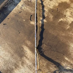 Golden Delicious Apple Tree Bare Root - 2-3 ft Tall - Self-Pollinating - Image 4