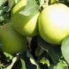 Golden Delicious Apple Tree Bare Root Live Plant - 6-12" Tall, Bears Fruit in 3-5 Years - Image 1