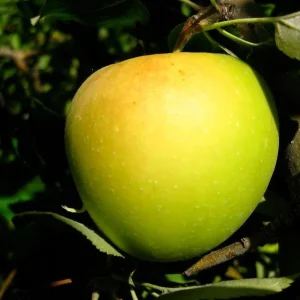 Golden Delicious Apple Tree Bare Root Live Plant - 6-12