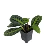 Golden Lemon Prayer Plant Maranta Live Plant - 4 inch Pot - Indoor Houseplant - Image 1