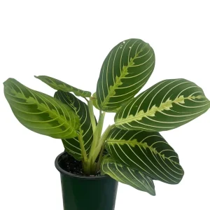 Golden Lemon Prayer Plant Maranta Live Plant - 4 inch Pot - Indoor Houseplant - Image 2
