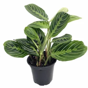 Golden Lemon Prayer Plant Maranta Live Plant - 4 inch Pot - Indoor Houseplant - Image 3