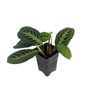Golden Lemon Prayer Plant Maranta Live Plant - 4 inch Pot - Indoor Houseplant - Image 1