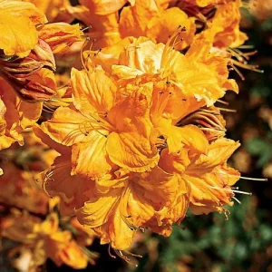 Golden Lights Exbury Azalea Live Plant – Very Hardy Shrub – 4 inch Pot – Outdoor - Image 1