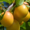 Golden Nectar Plum Tree Live Plant – 3-4 Feet Tall – Sweet Fruit – Ships in 1gal Pot - Image 1