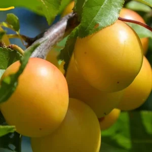 Golden Nectar Plum Tree Live Plant – 3-4 Feet Tall – Sweet Fruit – Ships in 1gal Pot - Image 1