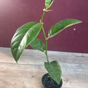 Golden Nugget Jackfruit Live Plant – 4 inch Pot – Artocarpus heterophyllus - Image 2