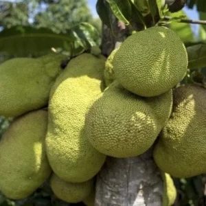 Golden Nugget Jackfruit Live Plant – 4 inch Pot – Artocarpus heterophyllus - Image 1