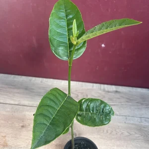 Golden Nugget Jackfruit Live Plant – 4 inch Pot – Artocarpus heterophyllus - Image 4