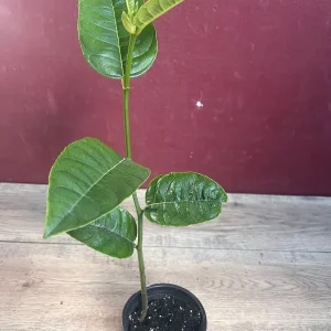 Golden Nugget Jackfruit Live Plant – 4 inch Pot – Artocarpus heterophyllus - Image 6