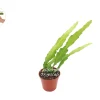 Golden Orchid Live Plant 4 inch Pot - Exotic Indoor Houseplant - Image 1
