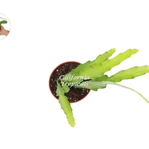 Golden Orchid Live Plant – 4 inch Potted Houseplant – Indoor Flowering - Image 2