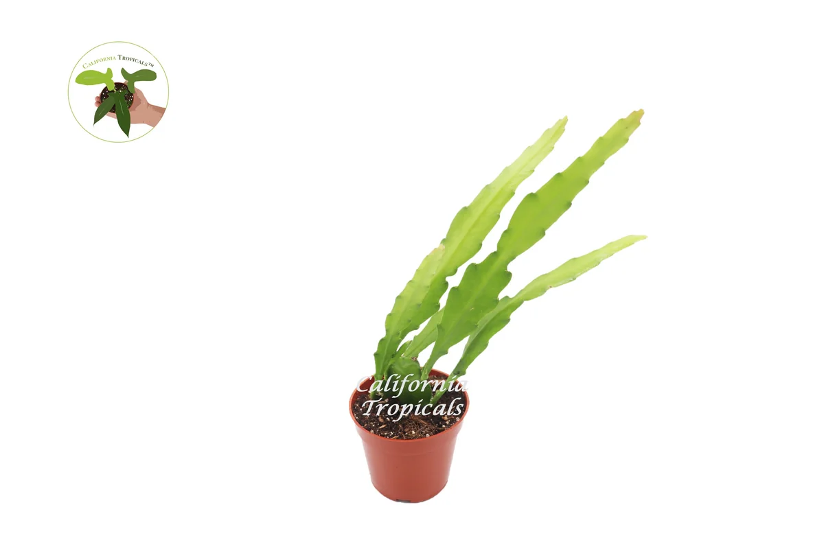 Golden Orchid Live Plant – 4 inch Potted Houseplant – Indoor Flowering - Image 1