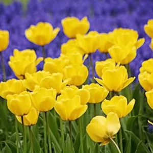 Golden Oxford Tulip Bulbs - Darwin Hybrid, 12cm+, 22-24