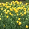 Golden Oxford Tulip Bulbs - Tulipa Triumph - Approx. 450 Bulbs for Outdoor Planting - Image 1