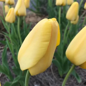 Golden Oxford Tulip Bulbs - Tulipa Triumph - Approx. 450 Bulbs for Outdoor Planting - Image 2