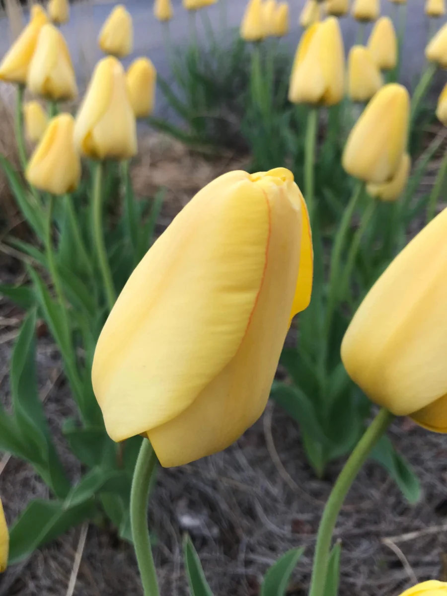 Golden Oxford Tulip Bulbs - Tulipa Triumph - Approx. 450 Bulbs for Outdoor Planting - Image 2