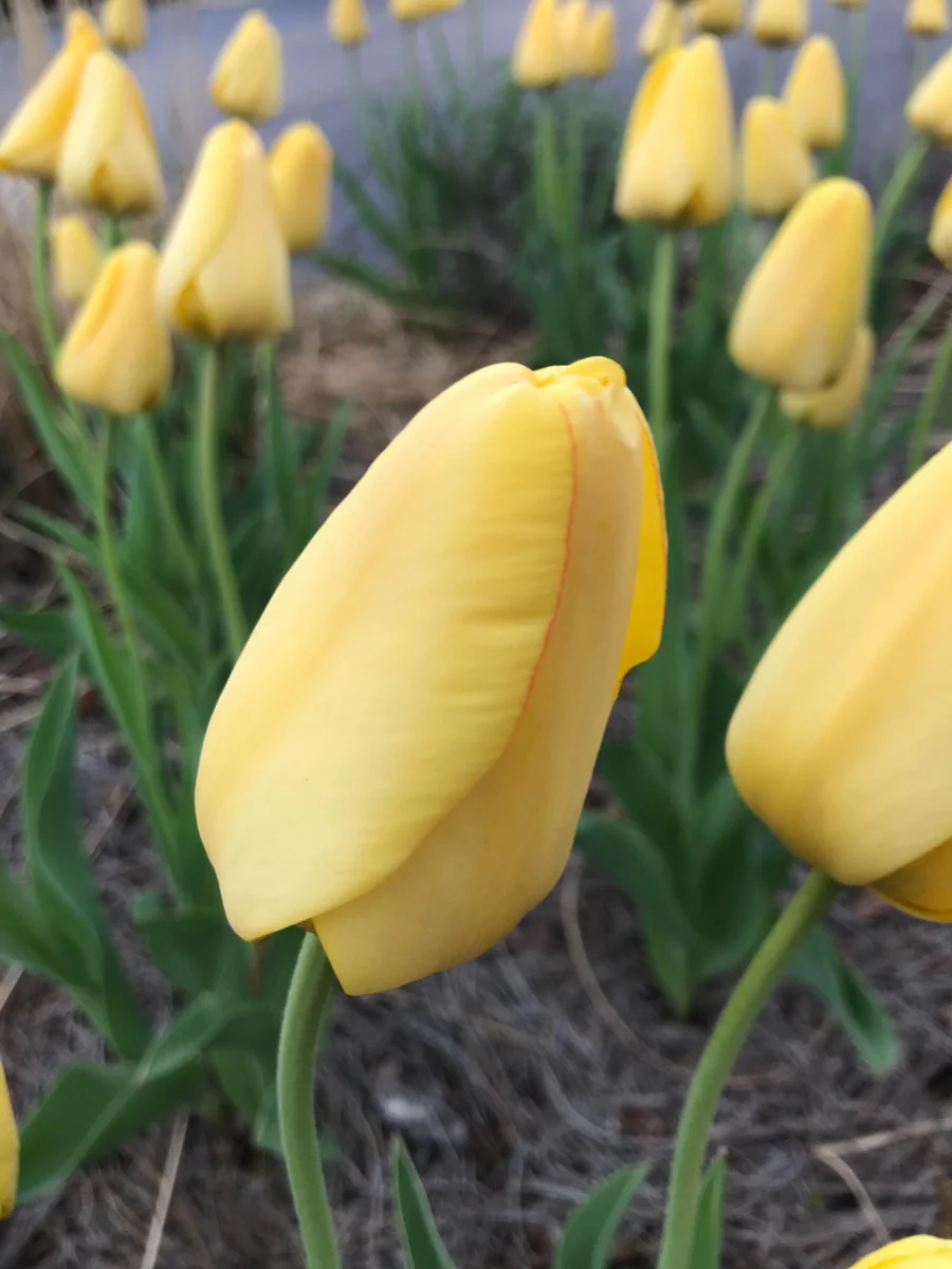 Golden Oxford Tulip Bulbs - Tulipa Triumph - Approx. 450 Bulbs for Outdoor Planting - Image 2