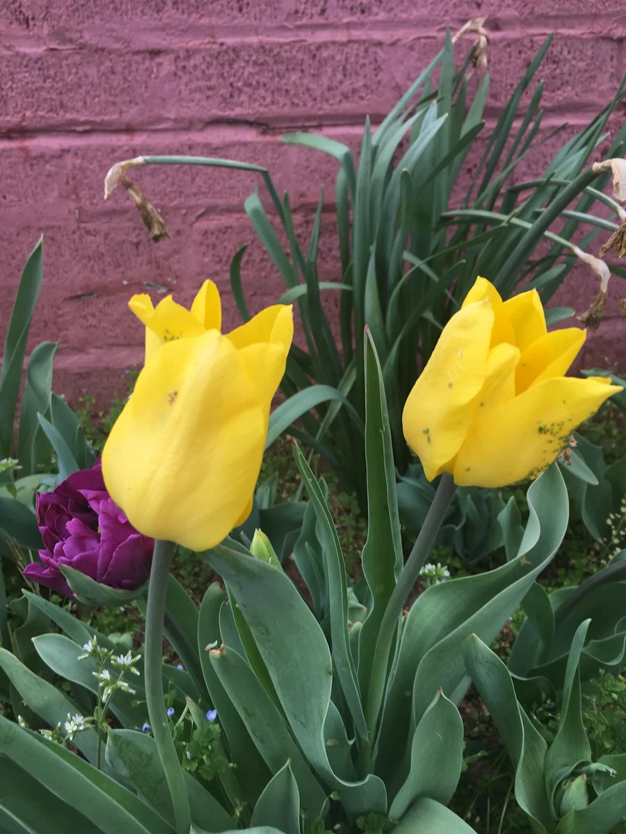 Golden Oxford Tulip Bulbs - Tulipa Triumph - Approx. 450 Bulbs for Outdoor Planting - Image 3