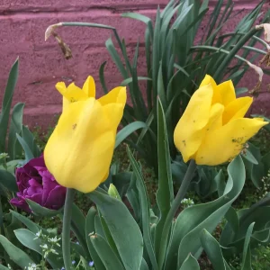 Golden Oxford Tulip Bulbs - Tulipa Triumph - Approx. 450 Bulbs for Outdoor Planting - Image 3