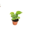Golden Pothos Live Plant - 2 inch Pot - Epipremnum Aureum Indoor Plant - Image 1