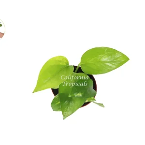 Golden Pothos Live Plant - 2 inch Pot - Epipremnum Aureum Indoor Plant - Image 2