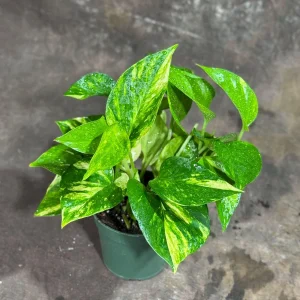 Golden Pothos Live Plant – 4 inch Nursery Pot – Easy Care Houseplant – Indoor - Image 3
