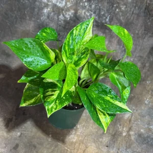 Golden Pothos Live Plant – 4 inch Nursery Pot – Easy Care Houseplant – Indoor - Image 4