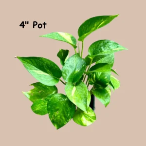Golden Pothos Live Plant – 4 inch Pot or Cuttings – Easy Care Indoor Houseplant - Image 2